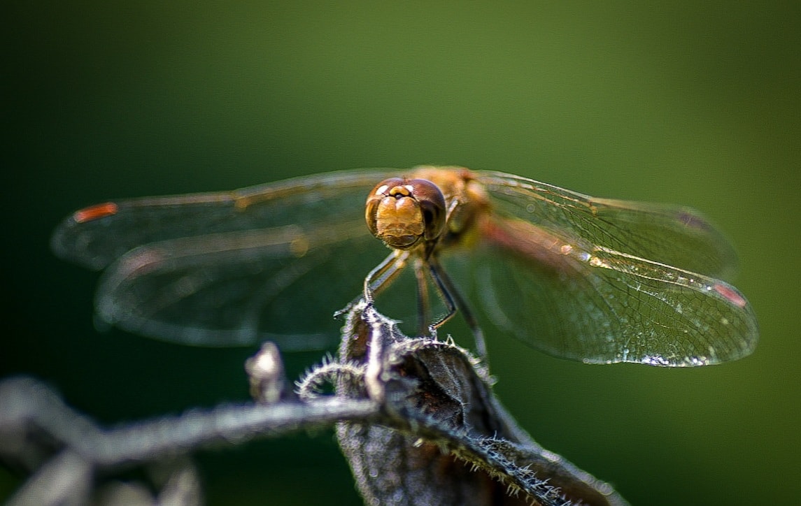 Dragonfly